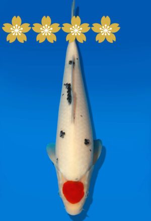 Koi Auktion Dainichi TSanke Tosai MSankejr. - 32cm GT3-0720