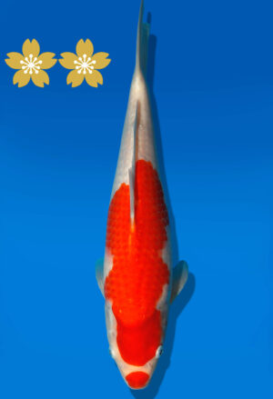 Koi Auktion Dainichi Kohaku Tosai RedTiger - 34cm GT3-0725