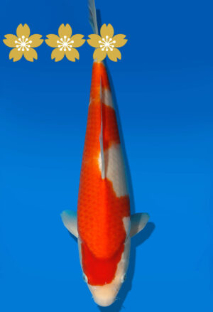 Koi Auktion Dainichi Kohaku Tosai RedTiger - 34cm GT3-0727
