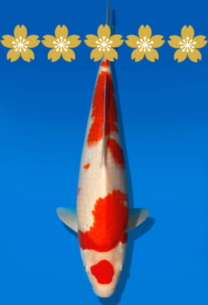 Koi Auktion Dainichi Kohaku Tosai RedTiger - 35cm GT3-0736