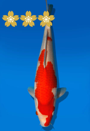 Koi Auktion Dainichi Kohaku Tosai RedTiger - 35cm GT3-0728