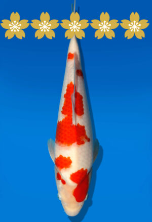 Koi Auktion Dainichi Kohaku Tosai WhiteDragon - 35cm GT2-0730