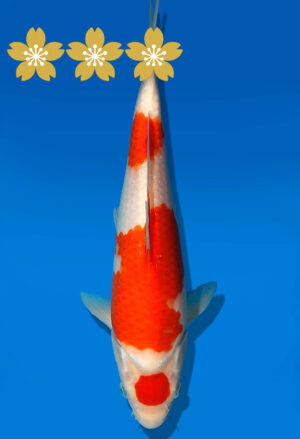 Koi Auktion Dainichi Kohaku Tosai RedDragon - 28cm GT2-0731