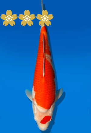 Koi Auktion Dainichi Kohaku Tosai WhiteDragon - 41cm GT2-0732