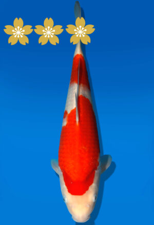 Koi Auktion Dainichi Kohaku Tosai WhiteDragon - 34cm GT7-0718