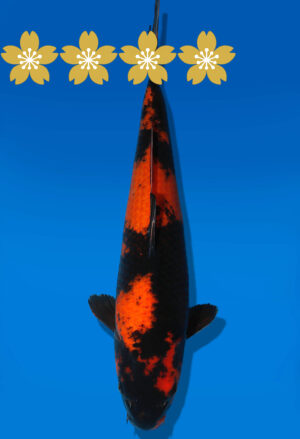 Koi Auktion Dainichi HiUtsuri Tosai Monroe - 34cm GT7-0716