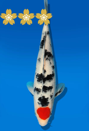Koi Auktion Dainichi TSanke Tosai MSankejr. - 25cm GT7-0717