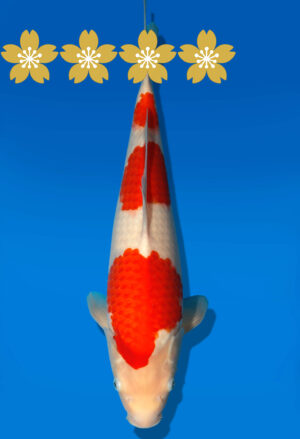 Koi Auktion Dainichi Kohaku Tosai WhiteDragon - 37cm GT7-0715