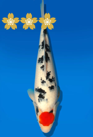 Koi Auktion Dainichi TanchoSanke Tosai MSankejr. - 34cm GT7-0714