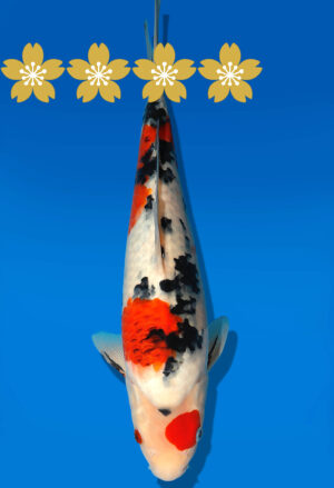 Koi Auktion Dainichi GoromoSanke Tosai MSankejr. - 33cm GT7-0713