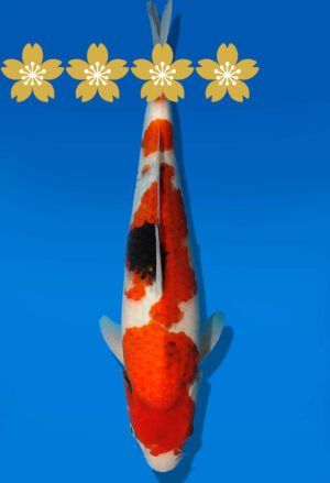 Koi Auktion Dainichi Showa Tosai Monroe - 32cm GT7-0712