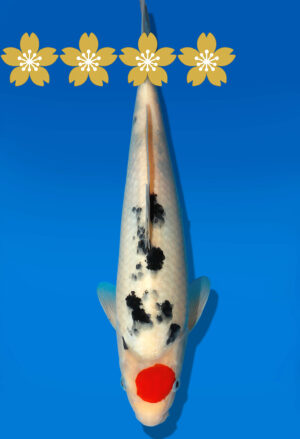 Koi Auktion Dainichi TSanke Tosai MSankejr. - 31cm GT7-0719