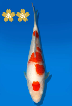 Koi Auktion Dainichi Kohaku Tosai WhiteDragon - 27cm GT7-0737