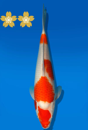 Koi Auktion Dainichi Kohaku Tosai WhiteDragon - 30cm GT7-0738