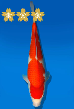 Koi Auktion Dainichi Kohaku Tosai RedDragon - 29cm GT7-0739