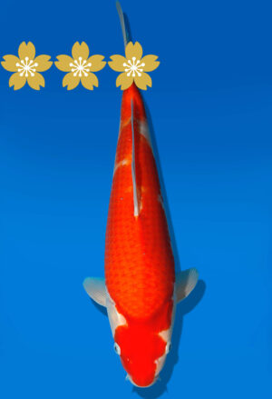 Koi Auktion Dainichi Kohaku Tosai RedTiger - 37cm GT7-0735