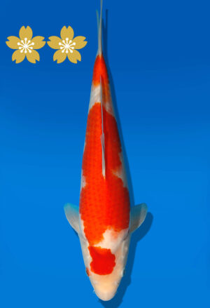 Koi Auktion Dainichi Kohaku Tosai RedTiger - 31cm GT2-0734