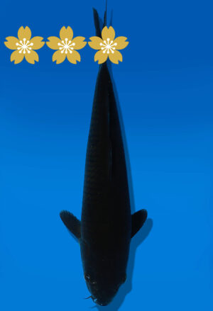 Koi Auktion Dainichi BlackDiamond Nisai BDiamond - 26cm GT7-0711