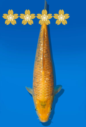 Koi Auktion Dainichi AragokeKarashi Nisai YellowMonkey - 23cm GT7-0710