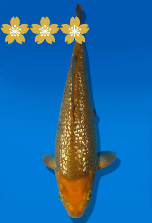 Koi Auktion Dainichi GinrinChagoi Tosai BrownMonkey - 30cm KT2-0766