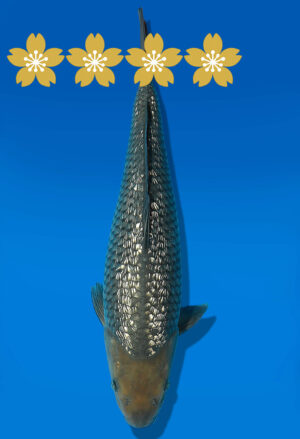 Koi Auktion Dainichi GinrinSoragoi Tosai GSoragoi/Soragoi - 31cm KT2-0765