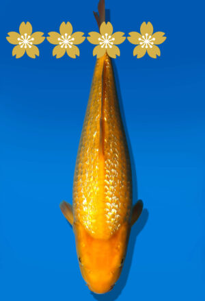 Koi Auktion Dainichi GinrinKarashigoi Tosai YellowMonkey - 32cm KT2-0764