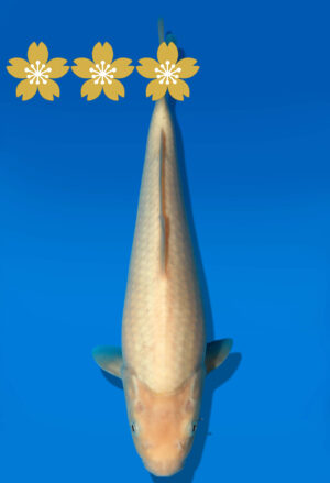 Koi Auktion Dainichi WhiteMonkey Tosai WhiteMonkey - 29cm KT2-0763