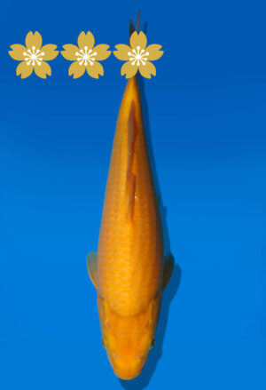 Koi Auktion Dainichi Karashigoi Tosai YellowMonkey - 28cm KT2-0762