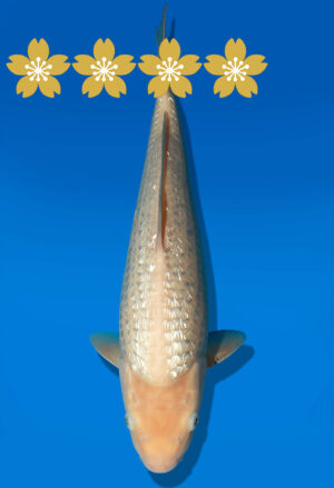 Koi Auktion Dainichi GinrinWhiteMonkey Tosai WhiteMonkey - 30cm KT2-0761