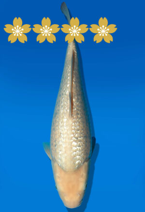 Koi Auktion Dainichi GinrinWhiteMonkey Tosai WhiteMonkey - 32cm KT3-0760