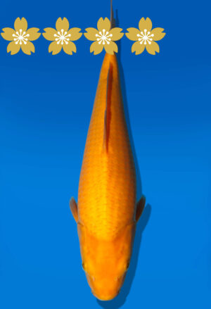 Koi Auktion Dainichi Karashigoi Tosai YellowMonkey - 32cm KT3-0759