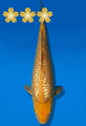 Koi Auktion Dainichi GinrinChagoi Tosai BrownMonkey - 31cm KT3-0758