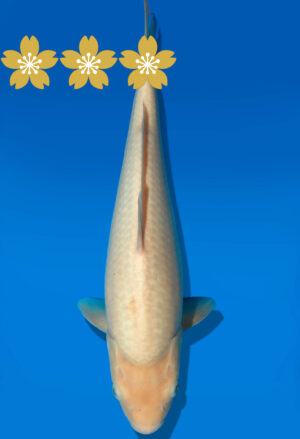 Koi Auktion Dainichi WhiteMonkey Tosai WhiteMonkey - 34cm KT3-0757