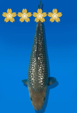 Koi Auktion Dainichi GinrinSoragoi Tosai GSoragoi/Soragoi - 32cm KT3-0756