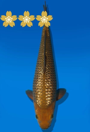 Koi Auktion Dainichi GinrinChagoi Tosai BrownMonkey - 32cm KT3-0755