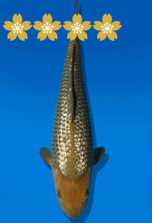 Koi Auktion Dainichi GinrinChagoi Tosai BrownMonkey - 32cm KT4-0754