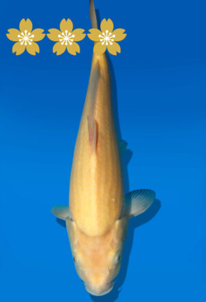 Koi Auktion Dainichi Karashigoi Tosai YellowMonkey - 30cm KT4-0752