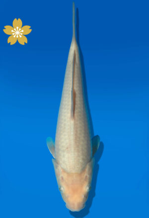 Koi Auktion Dainichi GinrinWhiteMonkey Tosai WhiteMonkey - 26cm KT4-0751