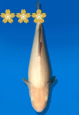 Koi Auktion Dainichi WhiteMonkey Tosai WhiteMonkey - 32cm KT4-0750