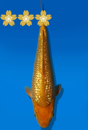 Koi Auktion Dainichi GinrinChagoi Tosai BrownMonkey - 28cm KT4-0748