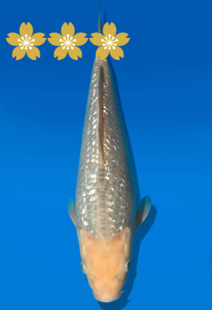 Koi Auktion Dainichi GinrinSoragoi Tosai GSoragoi/Soragoi - 27cm KT4-0747