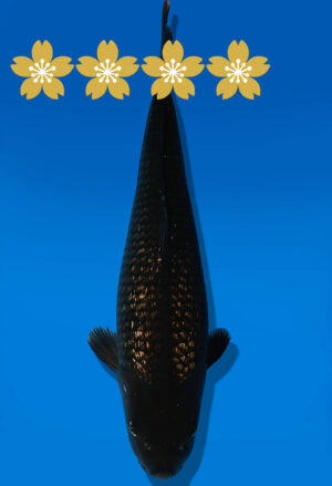 Koi Auktion Dainichi BlackDiamond Tosai BlackDiamond - 30cm KT5-0746