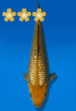 Koi Auktion Dainichi GinrinChagoi Tosai BrownMonkey - 29cm KT5-0744