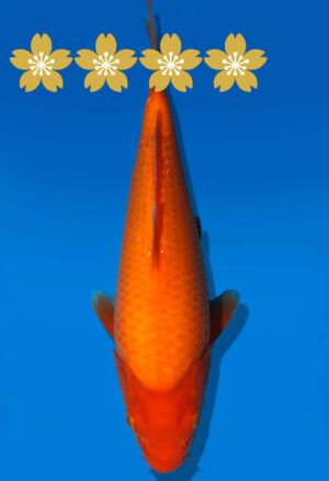 Koi Auktion Dainichi Benigoi Tosai RedTiger - 27cm KT5-0743