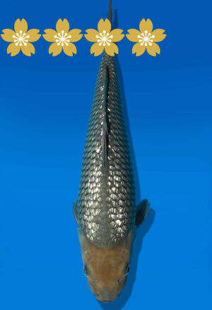 Koi Auktion Dainichi GinrinSoragoi Tosai GSoragoi/Soragoi - 34cm KT5-0742