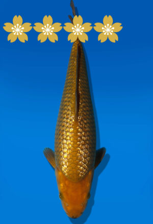 Koi Auktion Dainichi GinrinChagoi Tosai BrownMonkey - 33cm KT5-0740