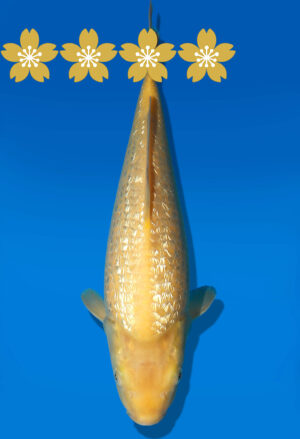 Koi Auktion Dainichi GinrinKarashigoi Tosai YellowMonkey - 32cm KT5-0741