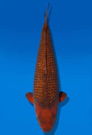 Koi Auktion Dainichi GinrinChagoi Nisai Diamond female 54cm NN2-0586