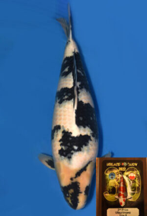 Koi Kauf Dainichi Shiro Utsuri female Hachisai 86cm T15-90