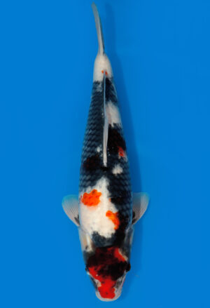 Koi Shop Dainichi Showa Nisai WhiteMonroe female 63cm T06-0141